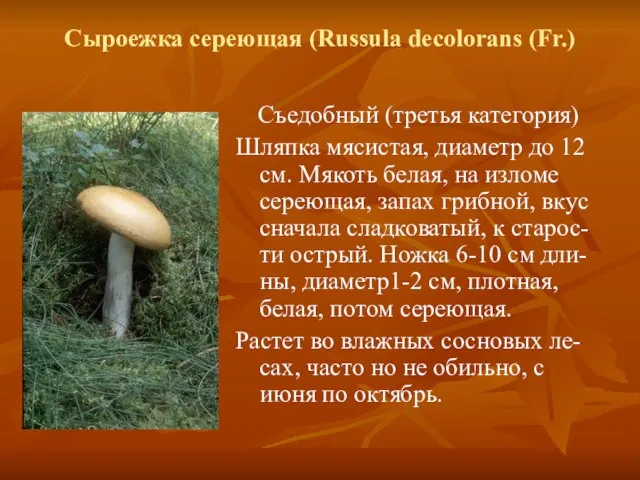 Сыроежка сереющая (Russula decolorans (Fr.) Съедобный (третья категория) Шляпка мясистая, диаметр до