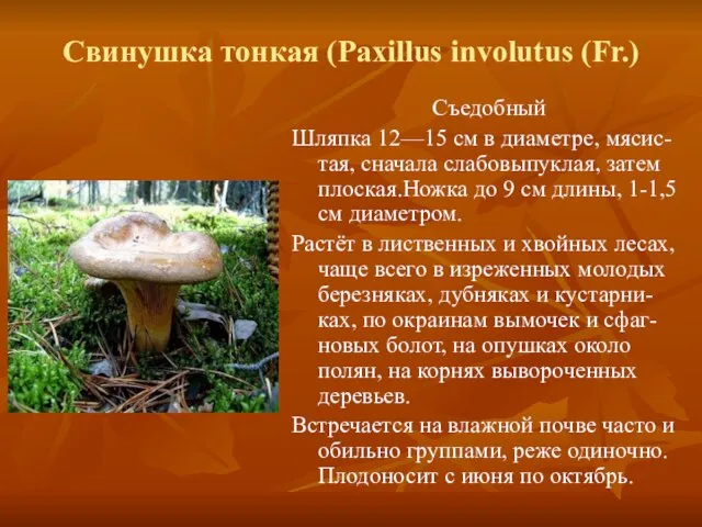 Свинушка тонкая (Paxillus involutus (Fr.) Съедобный Шляпка 12—15 см в диаметре, мясис-тая,