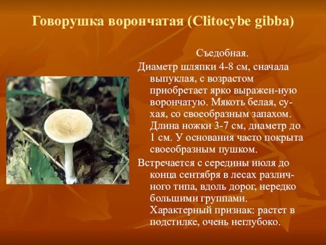 Говорушка ворончатая (Clitocybe gibba) Съедобная. Диаметр шляпки 4-8 см, сначала выпуклая, с