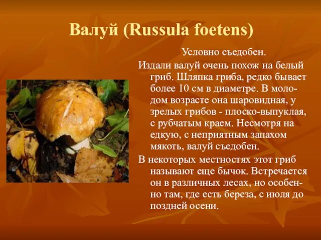Валуй (Russula foetens) Условно съедобен. Издали валуй очень похож на белый гриб.