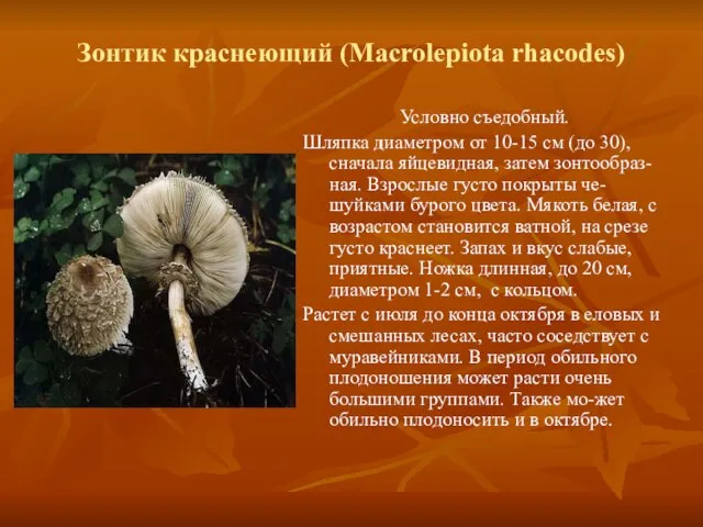 Зонтик краснеющий (Macrolepiota rhacodes) Условно съедобный. Шляпка диаметром от 10-15 см (до