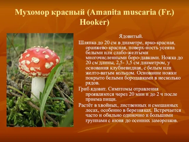 Мухомор красный (Amanita muscaria (Fr.) Hooker) Ядовитый. Шляпка до 20 см в