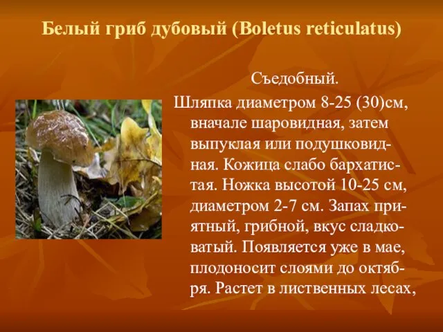 Белый гриб дубовый (Boletus reticulatus) Съедобный. Шляпка диаметром 8-25 (30)см, вначале шаровидная,