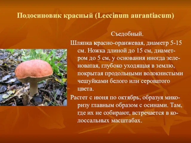 Подосиновик красный (Leccinum aurantiacum) Съедобный. Шляпка красно-оранжевая, диаметр 5-15 см. Ножка длиной