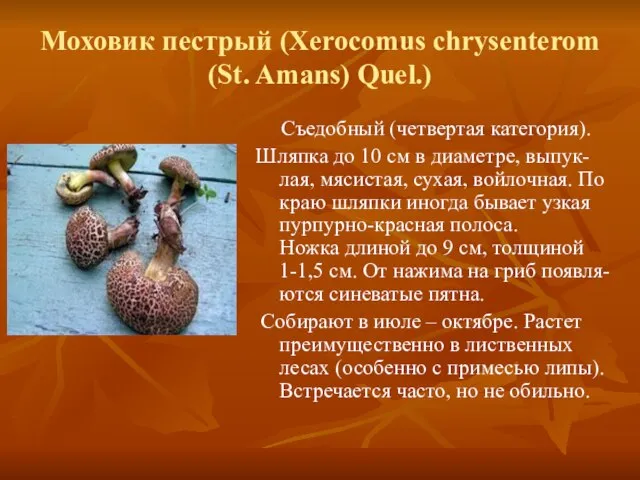 Моховик пестрый (Xerocomus chrysenterom (St. Amans) Quel.) Съедобный (четвертая категория). Шляпка до