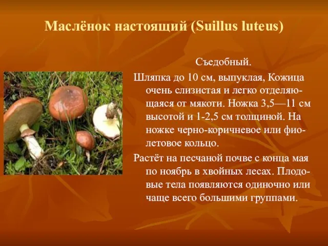 Маслёнок настоящий (Suillus luteus) Съедобный. Шляпка до 10 см, выпуклая, Кожица очень