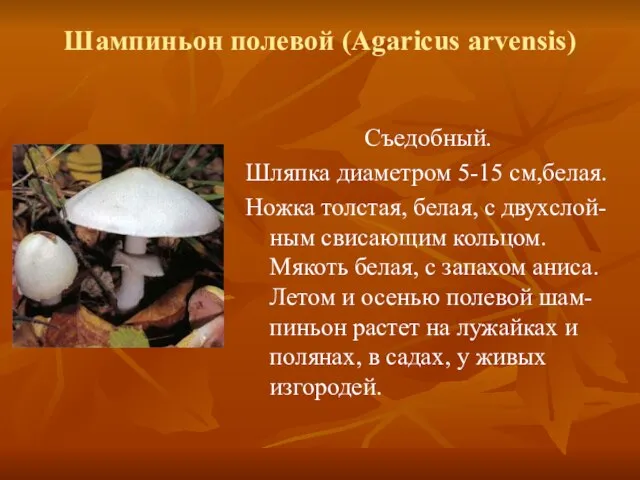 Шампиньон полевой (Agaricus arvensis) Съедобный. Шляпка диаметром 5-15 см,белая. Ножка толстая, белая,