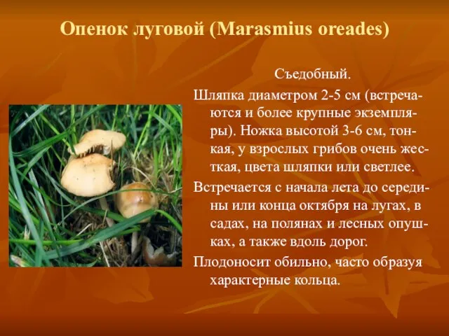 Опенок луговой (Marasmius oreades) Съедобный. Шляпка диаметром 2-5 см (встреча-ются и более