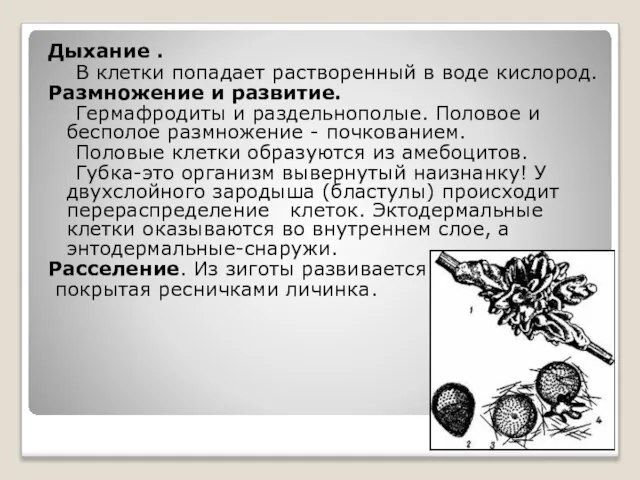 Дыхание . В клетки попадает растворенный в воде кислород. Размножение и развитие.