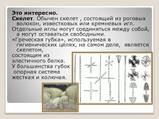 Это интересно. Скелет. Обычен скелет , состоящий из роговых волокон, известковых или