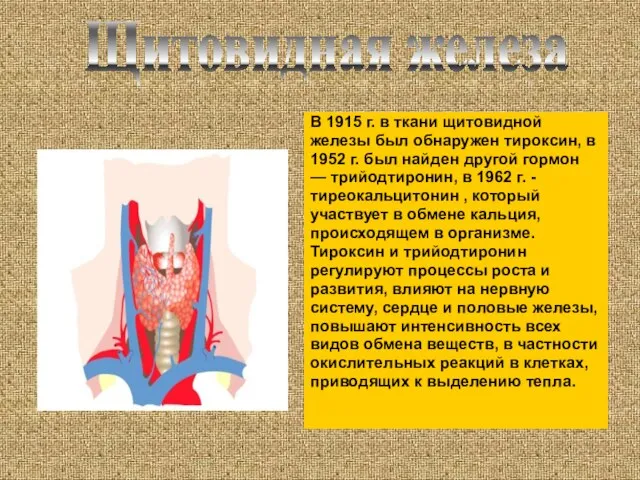 В 1915 г. в ткани щитовидной железы был обнаружен тироксин, в 1952