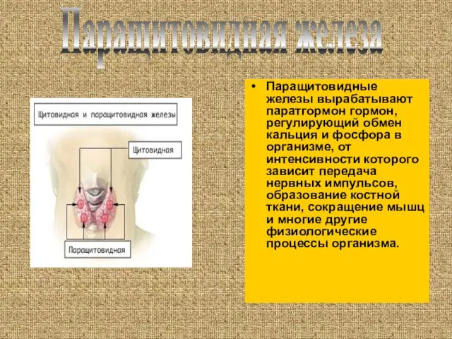 Паращитовидные железы вырабатывают паратгормон гормон, регулирующий обмен кальция и фосфора в организме,