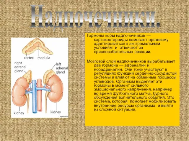 Гормоны коры надпочечников — кортикостероиды помогают организму адаптироваться к экстремальным условиям и