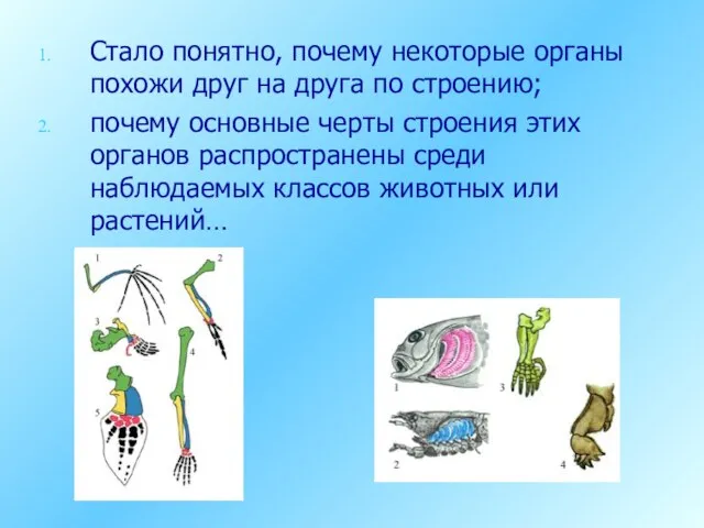 Стало понятно, почему некоторые органы похожи друг на друга по строению; почему