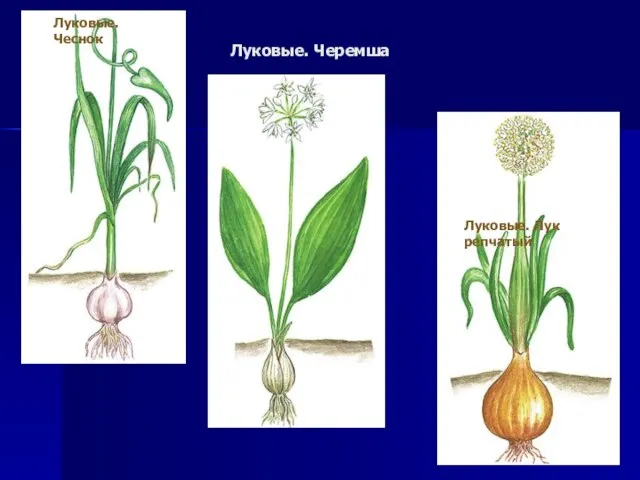 Луковые. Черемша Луковые. Чеснок Луковые. Лук репчатый