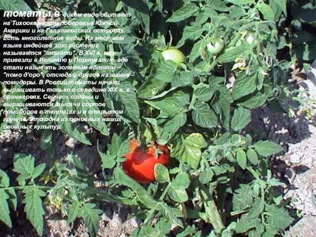 томаты в диком виде обитают на Тихоокеанском побережье Южной Америки и на