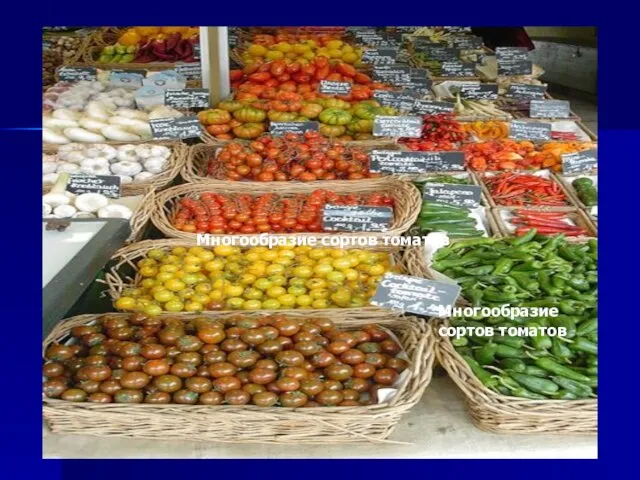 Многообразие сортов томатов Многообразие сортов томатов