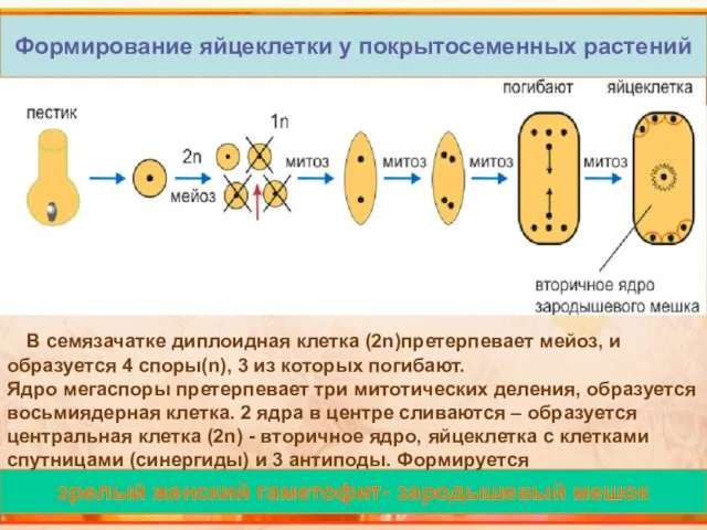 зрелый женский гаметофит- зародышевый мешок Формирование яйцеклетки у покрытосеменных растений В семязачатке