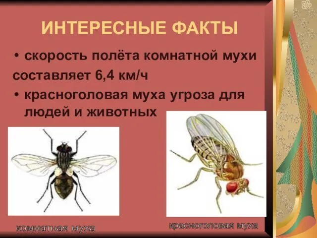 ИНТЕРЕСНЫЕ ФАКТЫ скорость полёта комнатной мухи составляет 6,4 км/ч красноголовая муха угроза