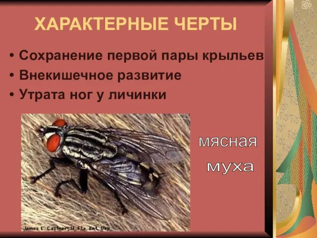 ХАРАКТЕРНЫЕ ЧЕРТЫ Сохранение первой пары крыльев Внекишечное развитие Утрата ног у личинки мясная муха