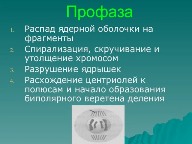 Профаза Распад ядерной оболочки на фрагменты Спирализация, скручивание и утолщение хромосом Разрушение