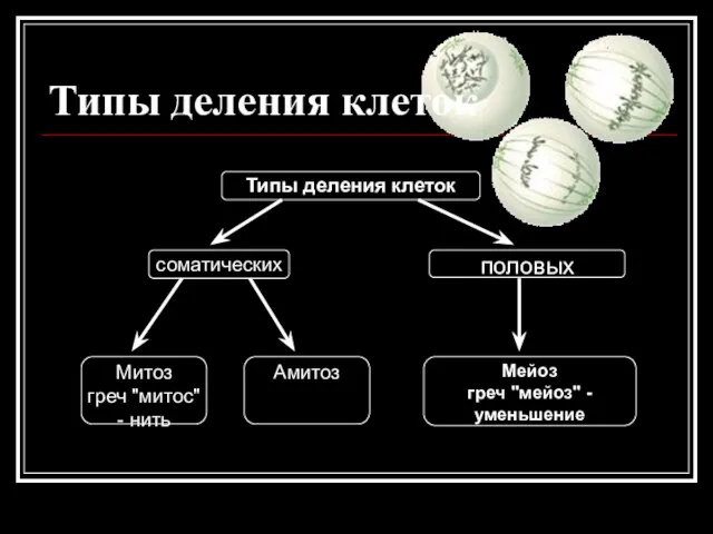 Типы деления клеток Типы деления клеток соматических половых Мейоз греч "мейоз" -