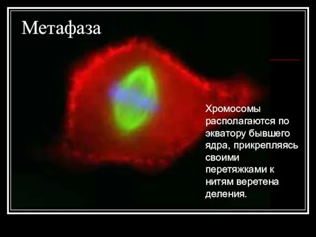 Метафаза Хромосомы располагаются по экватору бывшего ядра, прикрепляясь своими перетяжками к нитям веретена деления.