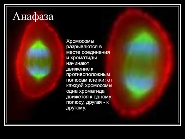 Анафаза Хромосомы разрываются в месте соединения и хроматиды начинают движение к противоположным