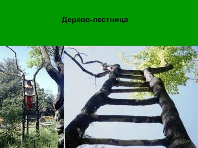 Дерево-лестница