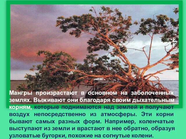 Мангры произрастают в основном на заболоченных землях. Выживают они благодаря своим дыхательным