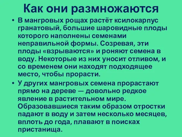 Как они размножаются В мангровых рощах растёт ксилокарпус гранатовый, большие шаровидные плоды