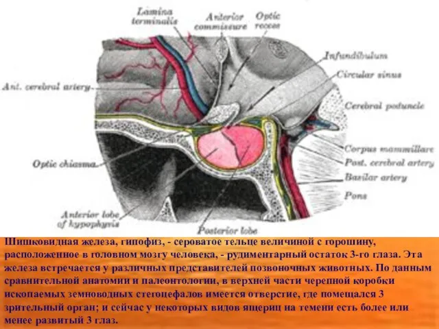 Шишковидная железа, гипофиз, - сероватое тельце величиной с горошину, расположенное в головном