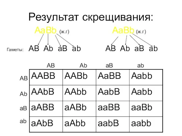 Результат скрещивания: AaBb (ж.г) AaBb (ж.г) Гаметы: AB Ab aB ab AB