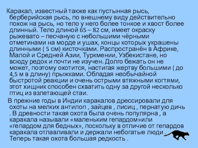 Каракал, известный также как пустынная рысь, берберийская рысь, по внешнему виду действительно