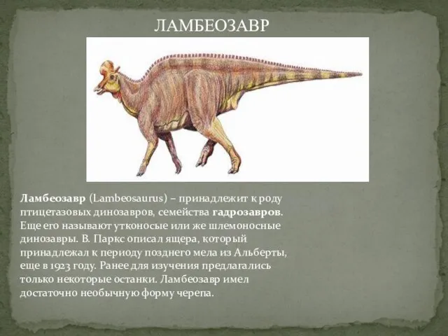 Ламбеозавр (Lambeosaurus) – принадлежит к роду птицетазовых динозавров, семейства гадрозавров. Еще его