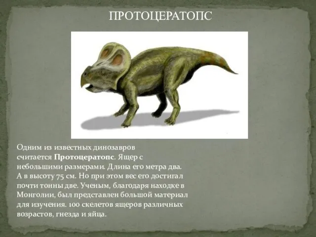 Одним из известных динозавров считается Протоцератопс. Ящер с небольшими размерами. Длина его