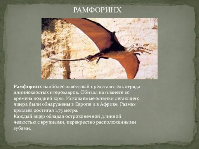 Рамфоринх наиболее известный представитель отряда длиннохвостых птерозавров. Обитал на планете во времена