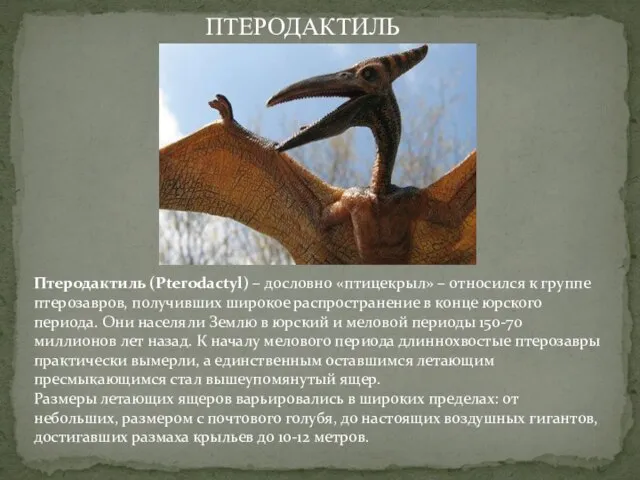 Птеродактиль (Pterodactyl) – дословно «птицекрыл» – относился к группе птерозавров, получивших широкое