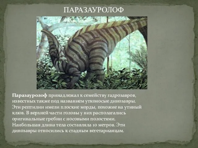 Паразауролоф принадлежал к семейству гадрозавров, известных также под названием утконосые динозавры. Эти