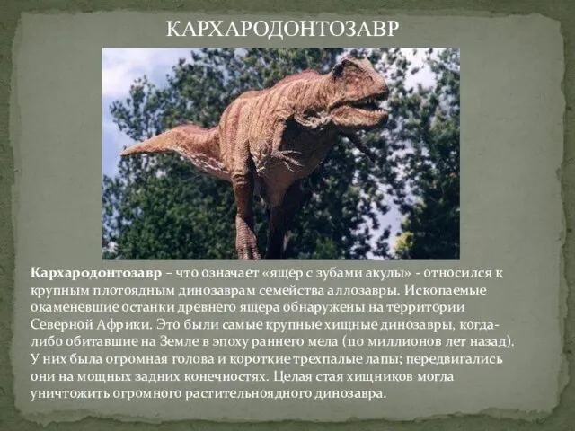 Кархародонтозавр – что означает «ящер с зубами акулы» - относился к крупным