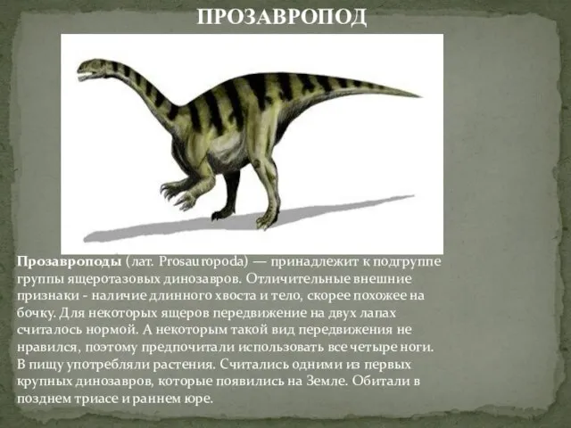 Прозавроподы (лат. Prosauropoda) — принадлежит к подгруппе группы ящеротазовых динозавров. Отличительные внешние