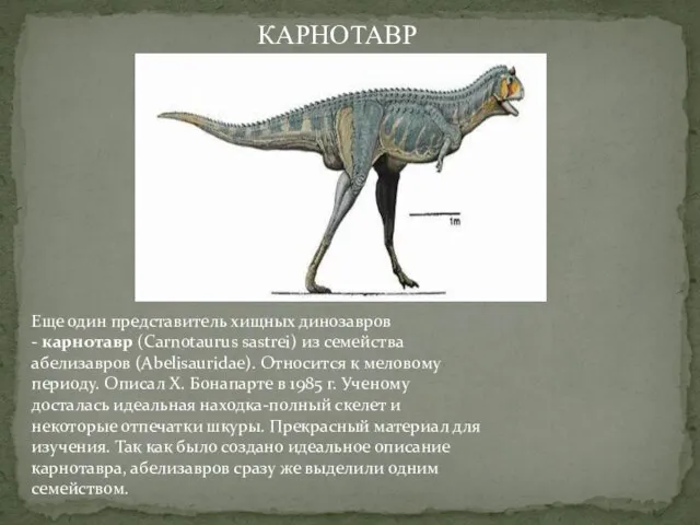 Еще один представитель хищных динозавров - карнотавр (Carnotaurus sastrei) из семейства абелизавров