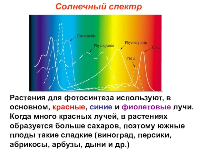 Солнечный спектр Растения для фотосинтеза используют, в основном, красные, синие и фиолетовые