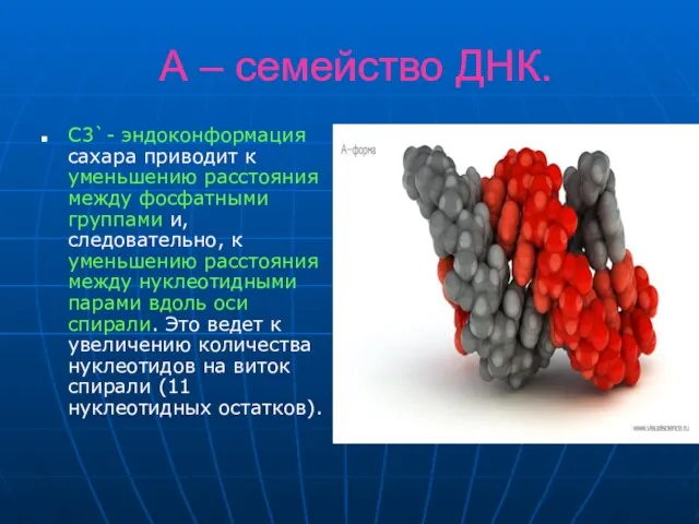 А – семейство ДНК. С3`- эндоконформация сахара приводит к уменьшению расстояния между