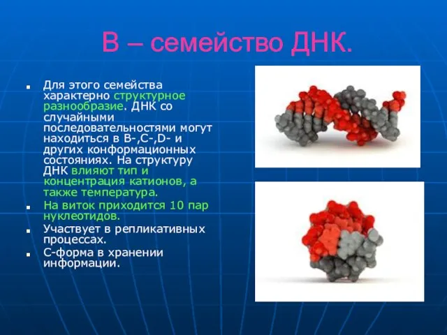 В – семейство ДНК. Для этого семейства характерно структурное разнообразие. ДНК со