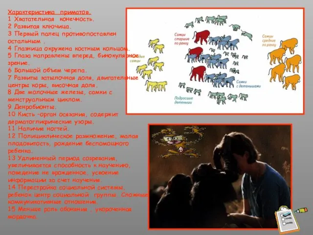 Характеристика приматов. 1 Хватательная конечность. 2 Развитая ключица. 3 Первый палец противопоставлен