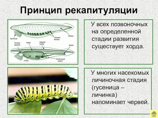 Принцип рекапитуляции У всех позвоночных на определенной стадии развития существует хорда. У