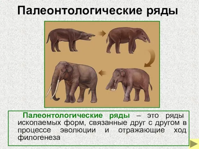 Палеонтологические ряды Палеонтологические ряды – это ряды ископаемых форм, связанные друг с