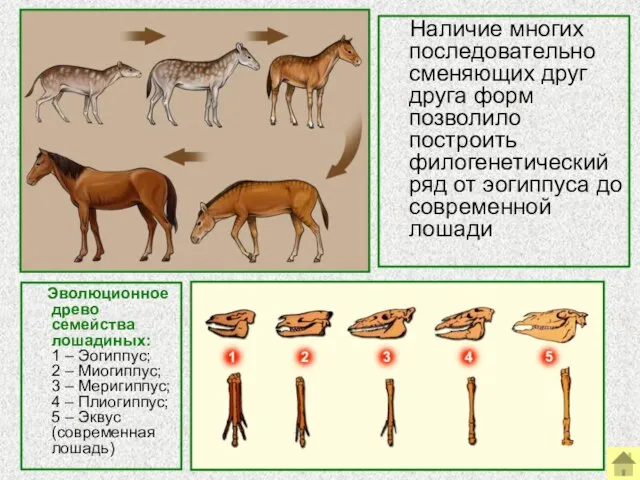 Наличие многих последовательно сменяющих друг друга форм позволило построить филогенетический ряд от