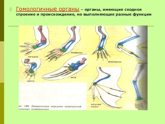 Гомологичные органы – органы, имеющие сходное строение и происхождение, но выполняющие разные функции